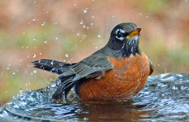 Wet robin bathing and splashing in a ceramic bird bath.