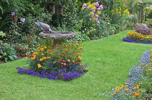common garden wood pigeon drinking from a garden bird bath