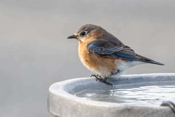 An eastern bluebird perched on the edge of a full bird bath.