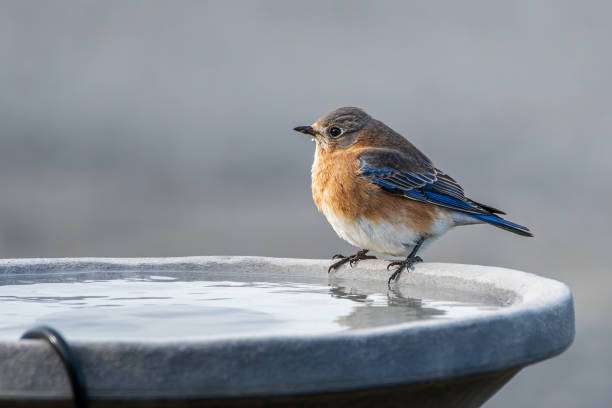 Cute bluebird perched on the edge of a clean bird bath.