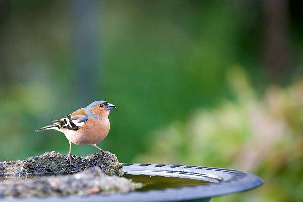 Chaffinch perched on the mossy edge of a bird bath with water.