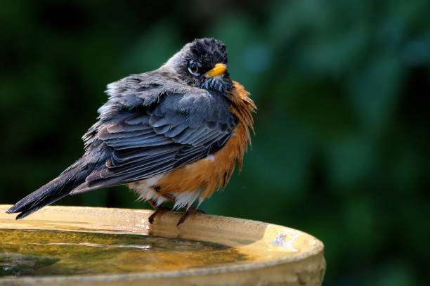 Fluffy American robin with ruffled feathers perches on a wet stone bird bath.