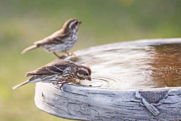 Two small birds drinking from bird bath