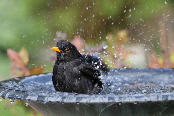 Black bird with yellow beak splashes enthusiastically in a dark bird bath, enjoying the water.