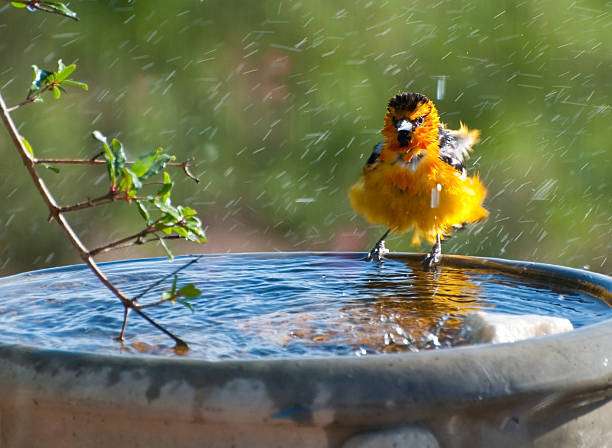 A colorful yellow bird splashes joyfully in a refreshing bird bath on a sunny day.