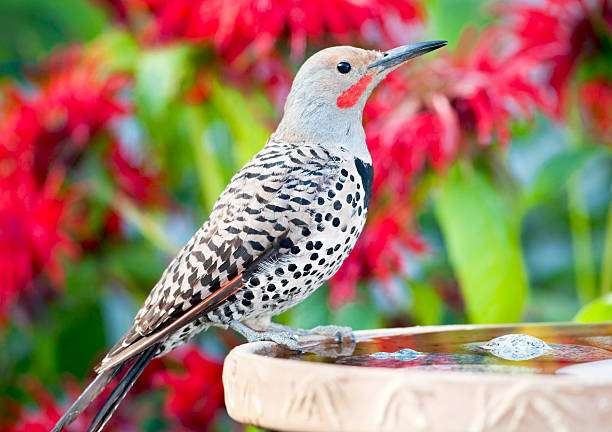 Woodpecker perched on the edge of a decorative bird bath.