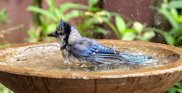 Blue jay bathing in a wooden bird bath