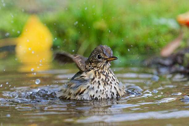 Bird splashing water while bathing in a shallow bird bath.