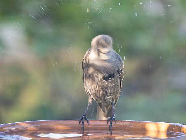 Bird shakes water off at a wooden bird bath