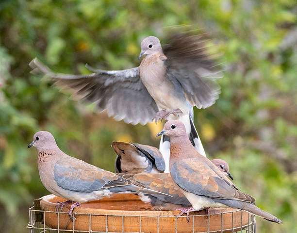 Doves gathered around a bird bath, one taking flight.