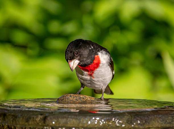 Rose-breasted grosbeak on a stone bird bath.