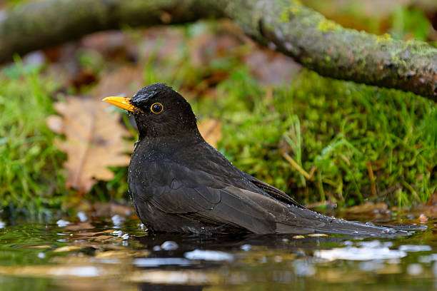 Blackbird bathing in shallow water, woodland bird bath