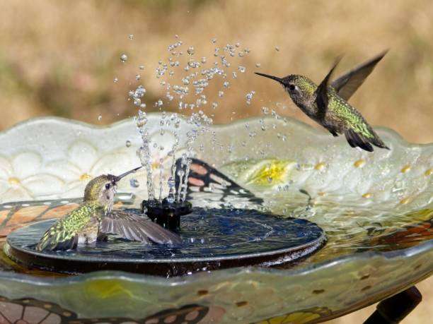 Hummingbirds splashing in a solar bird bath with fountain
