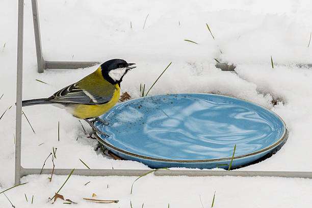 bird bath