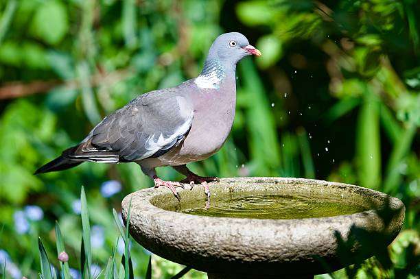 common garden wood pigeon drinking from a garden bird bath