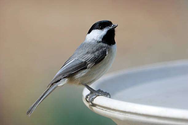 A black-capped chickadee perches on a white stone bird bath.