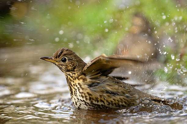 Song thrush actively splashing in a shallow bird bath, wings spread.