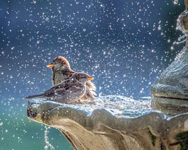 Birds getting sprayed with water in bird bath