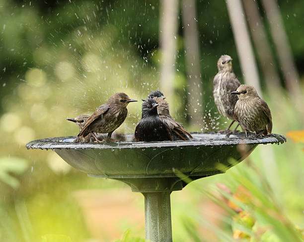 Small brown birds splashing and bathing in a dark bird bath, enjoying the water.