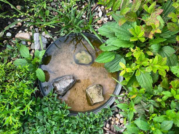 Simple ground-level bird bath with rocks, surrounded by lush green foliage and garden plants.
