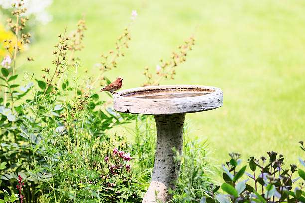 A small bird perches on a rustic bird bath surrounded by vibrant green garden foliage.