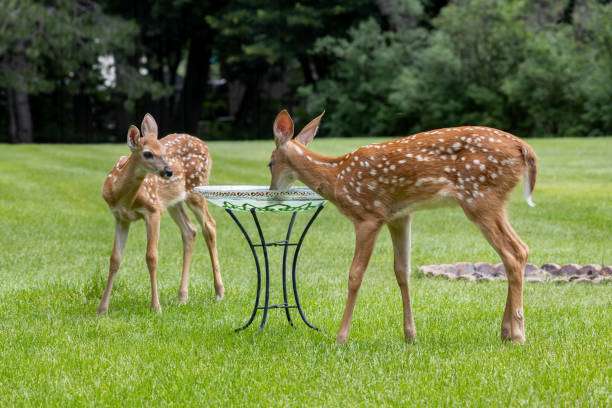 Two fawns drinking from a bird bath in a grassy yard.