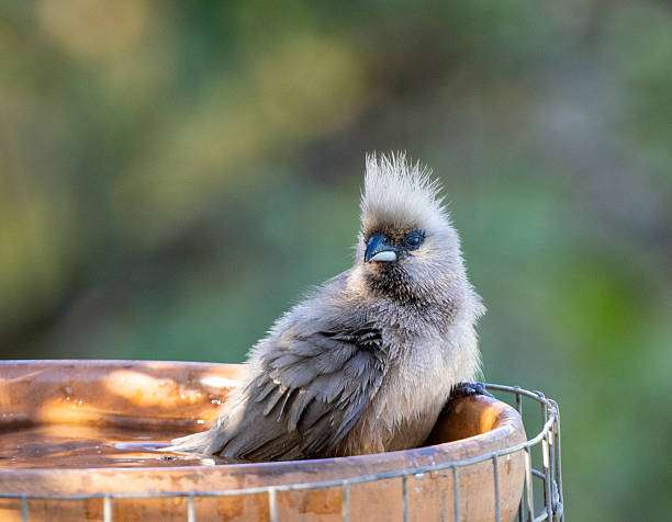 Mousebird relaxing in a terracotta bird bath