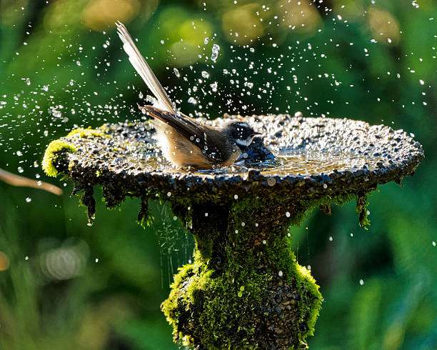 Fantail bird energetically splashing water in a mossy bird bath.