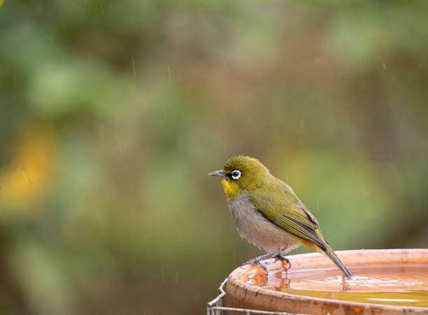 Green bird waits by a wet bird bath