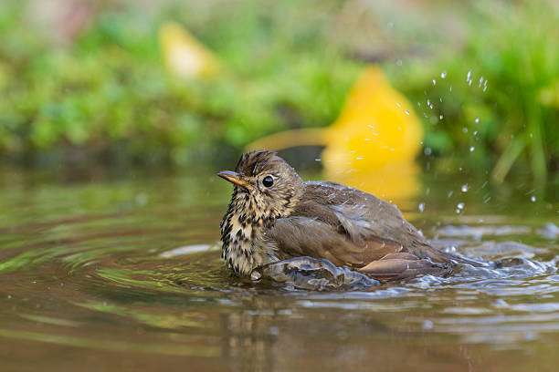 Bird splashes water while bathing in a bird bath.