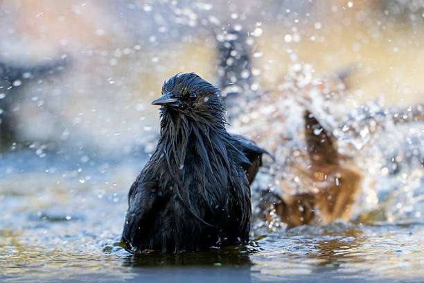 Wet bird splashing water in a bird bath