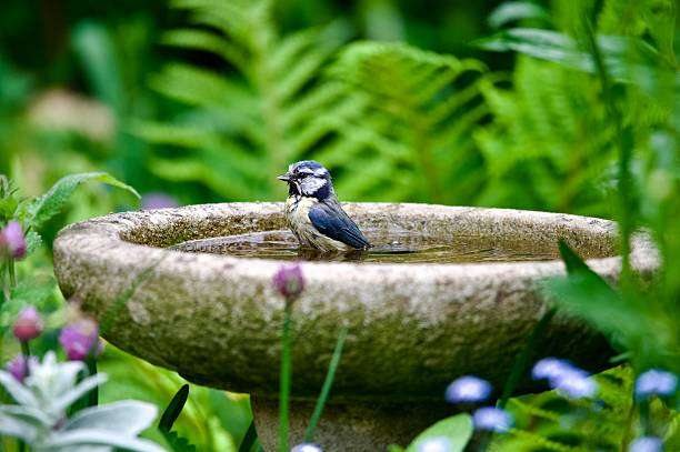 Blue tit bathing in a garden bird bath