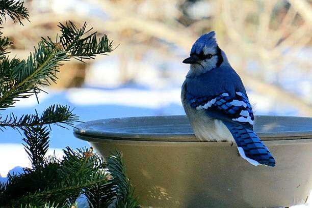 Blue Jay sitting on edge of bird bath in wintertime