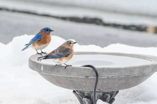 Two bluebirds perched on a heated bird bath in a winter wonderland, snow all around.