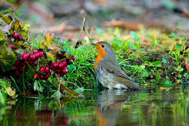 bird bath