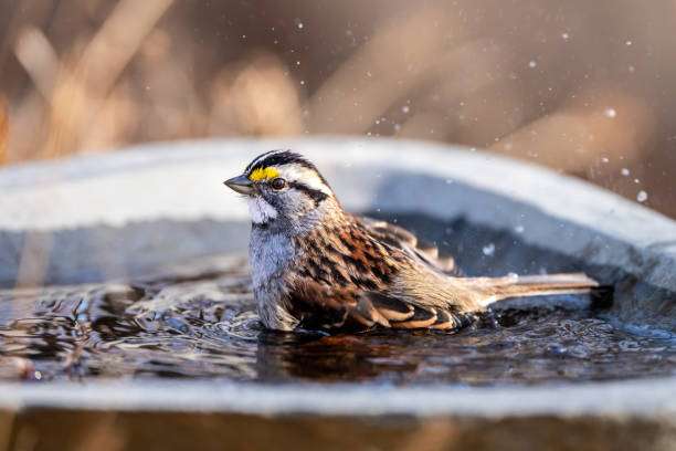 A white-throated sparrow splashes water while bathing in a bird bath.