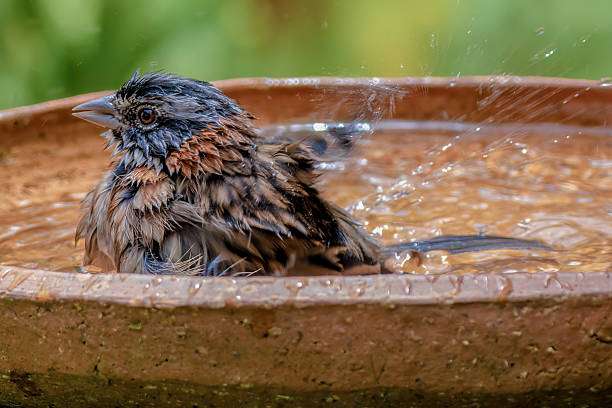 Wet sparrow taking a refreshing splash in a terracotta bird bath.