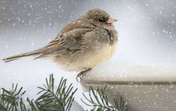 Small Junco bird sits on a snow-covered bird bath during a winter snowfall.