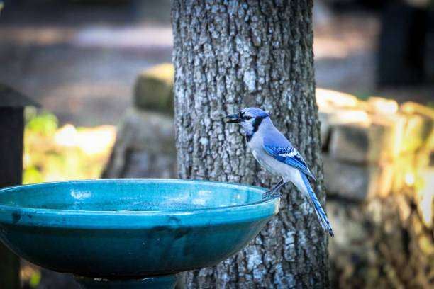 Blue jay perched on a turquoise bird bath