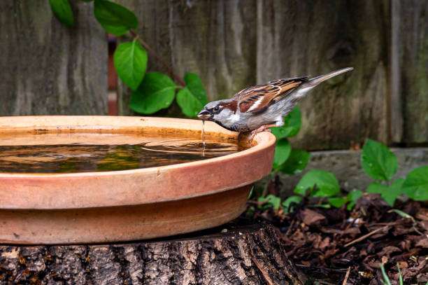 Small sparrow sips water from a terracotta bird bath, providing essential hydration.