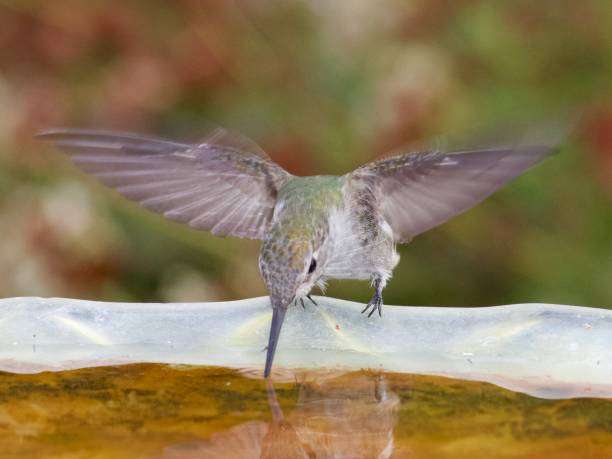 Hummingbird drinking water from a clear, shallow bird bath with wings outstretched.